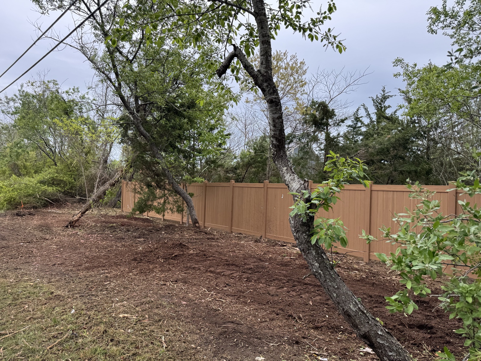 Before: heavy vegetation at the road