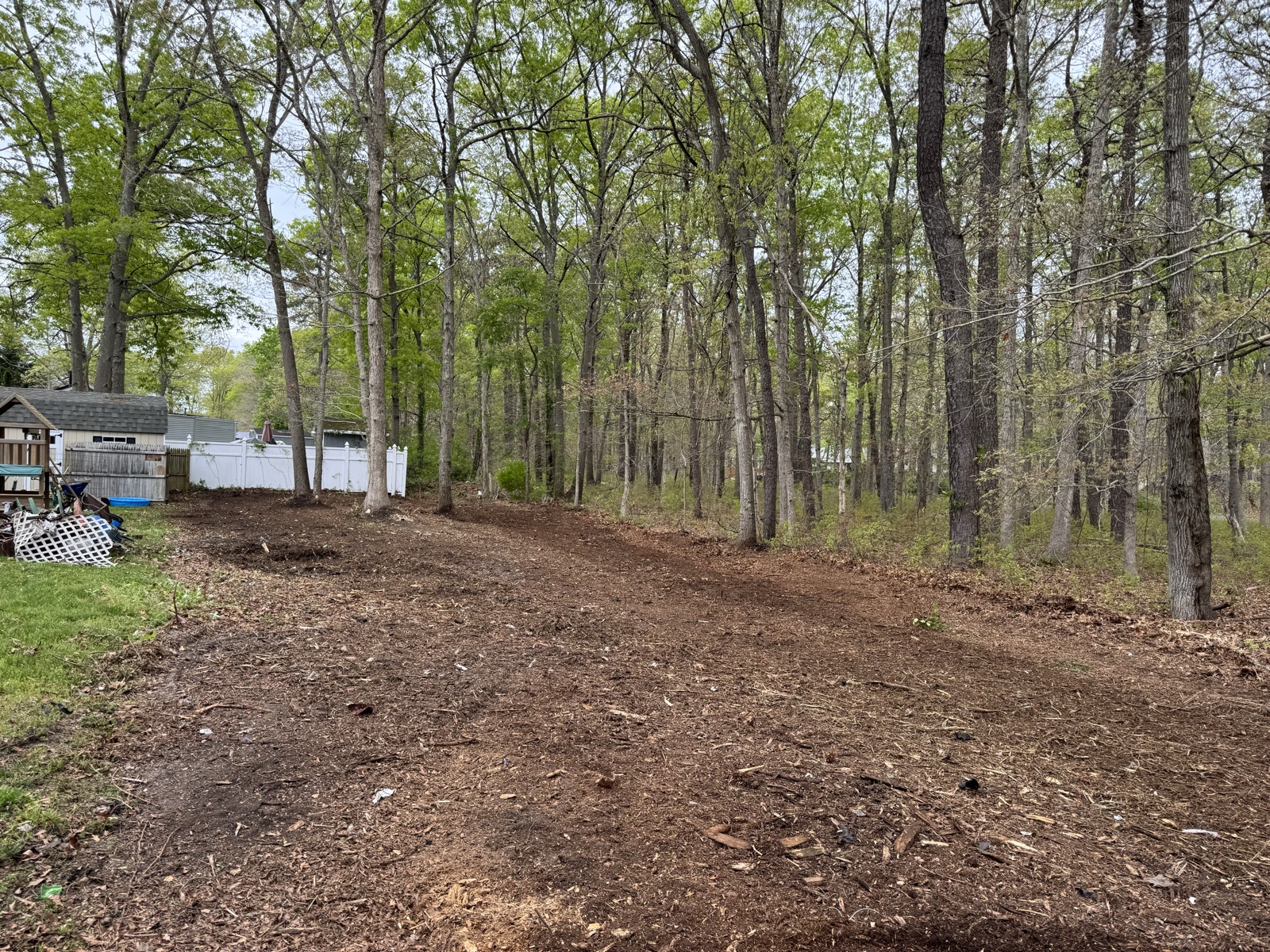 Underbrush cleared, mature trees preserved