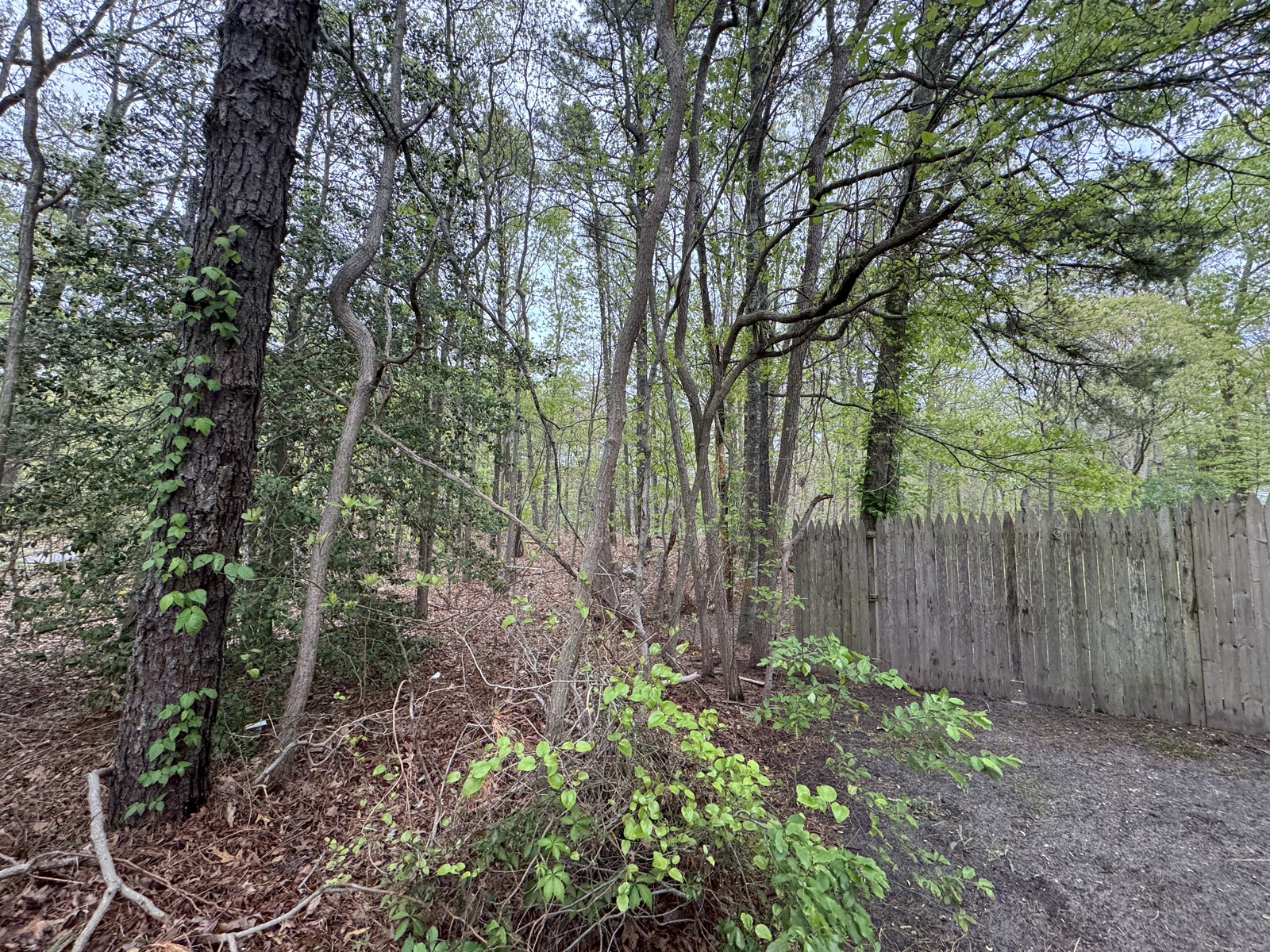 Forestry mulching results
