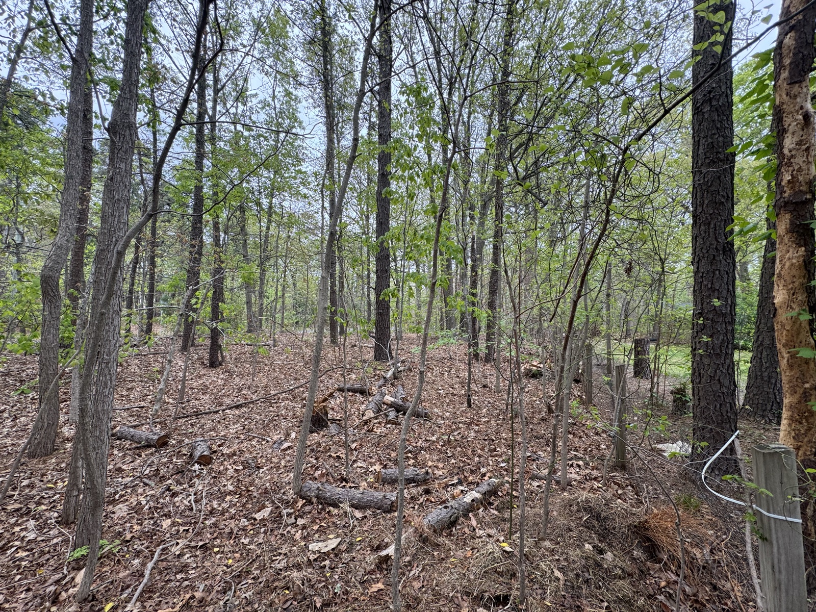 Cleared understory, ready for grass