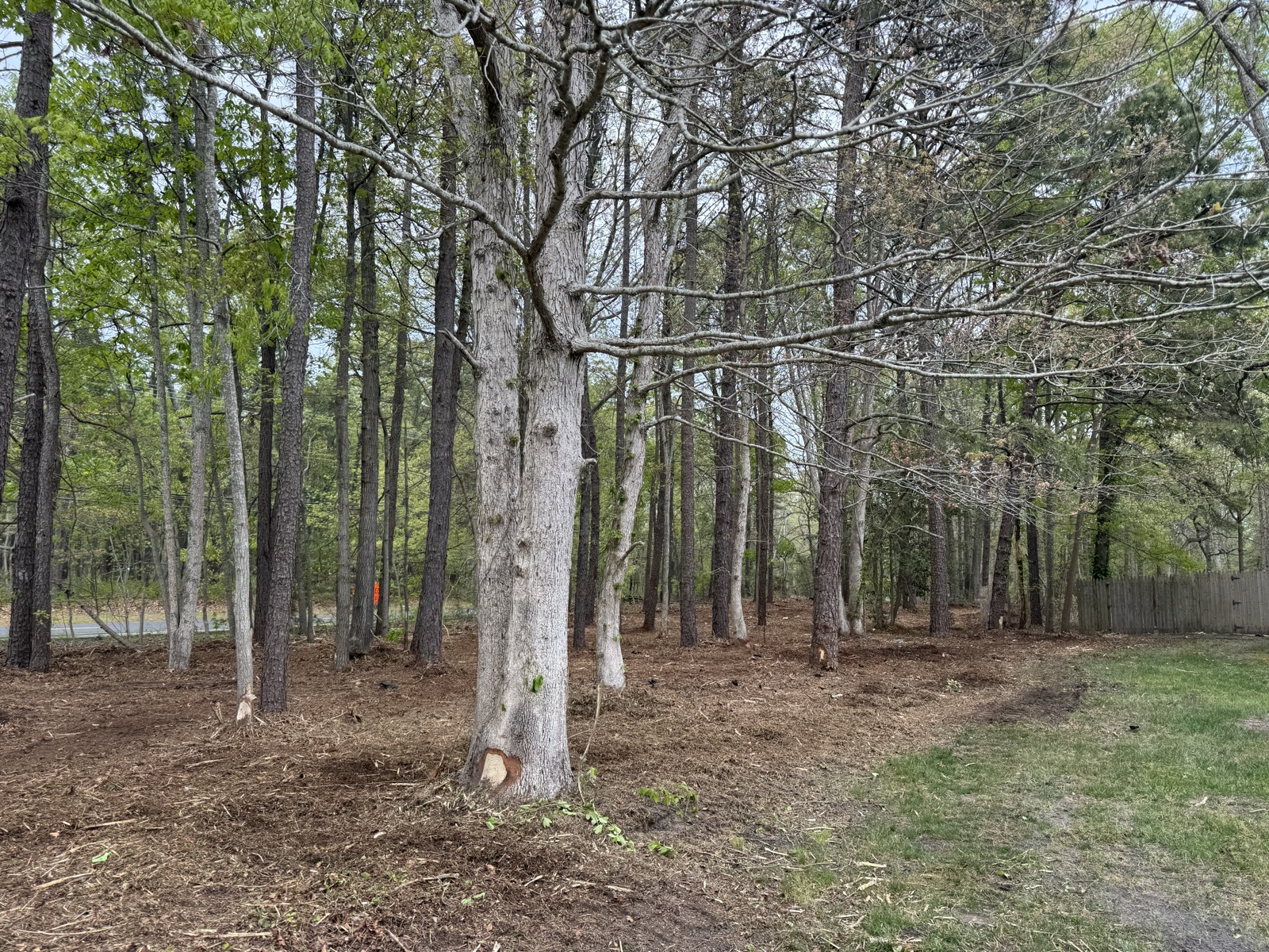 Shade trees kept, brush gone