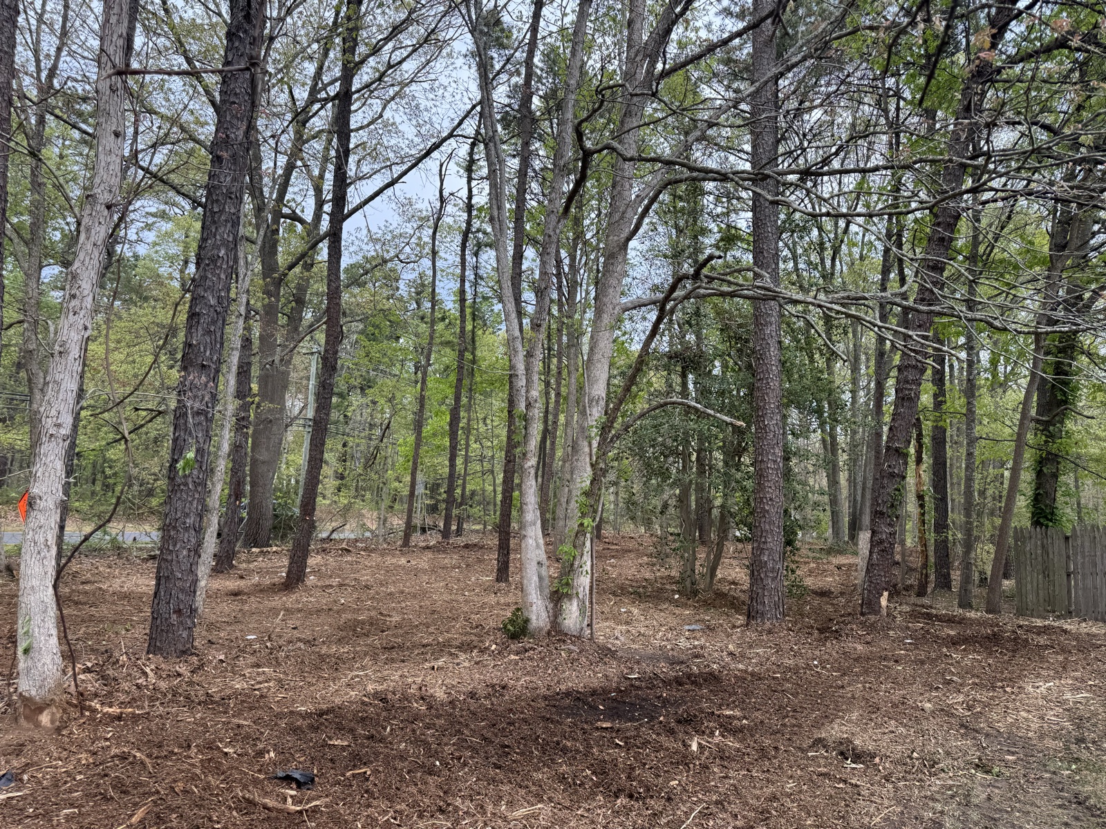 Property line cleared and cleaned