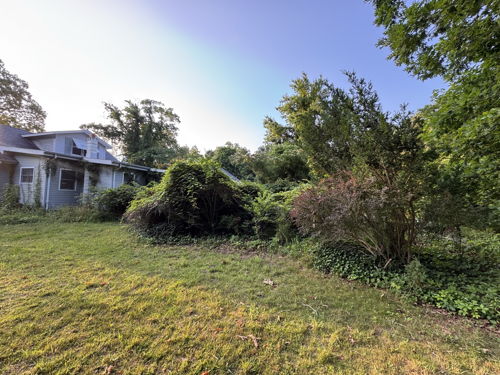 Before: overgrown, neglected property