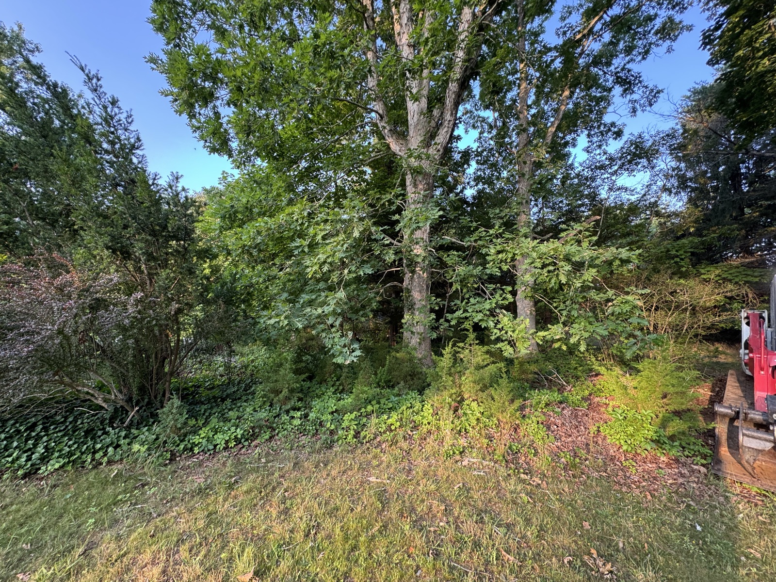 Before: years of overgrowth