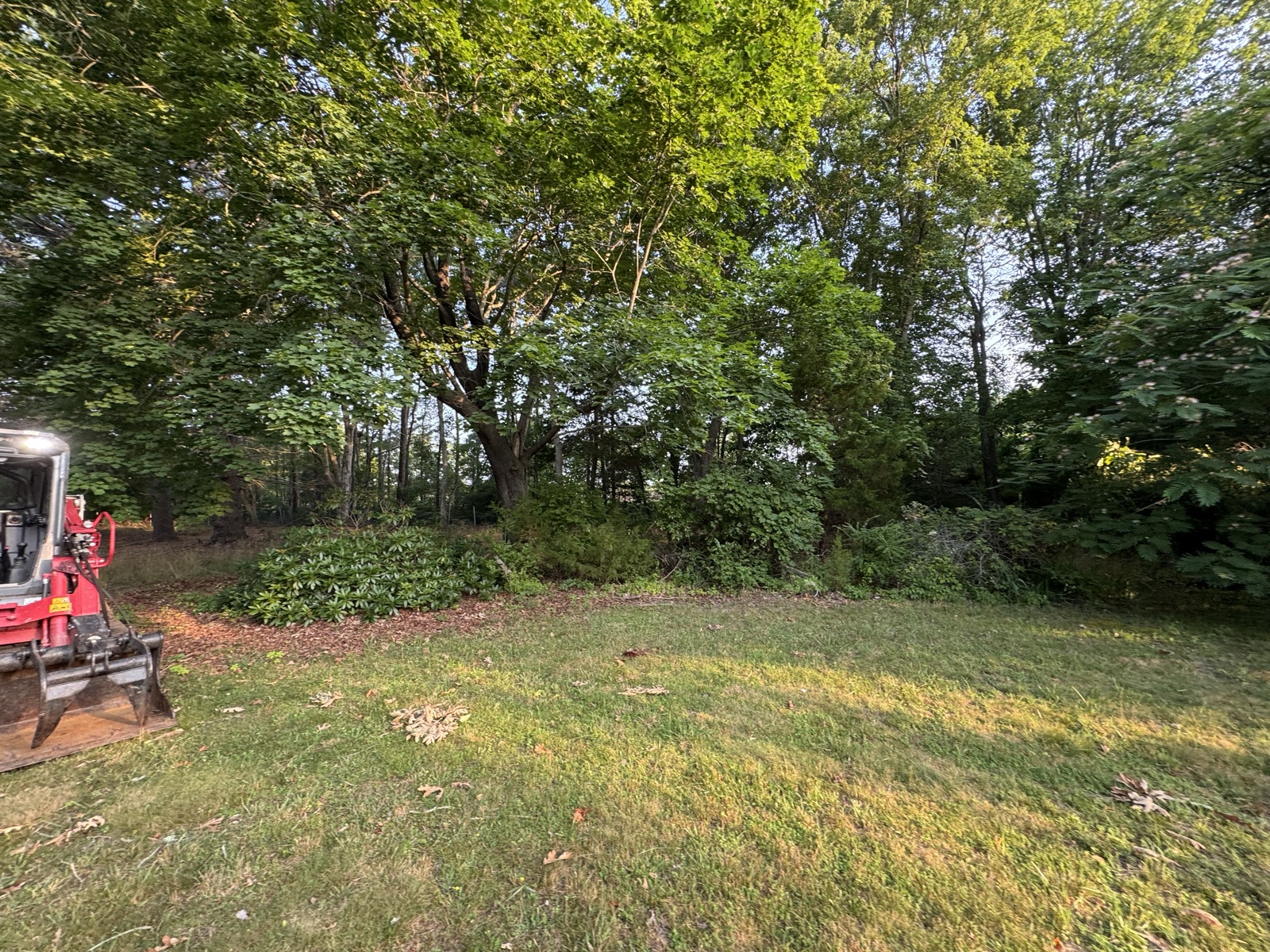 Before: yard reclaimed by vegetation