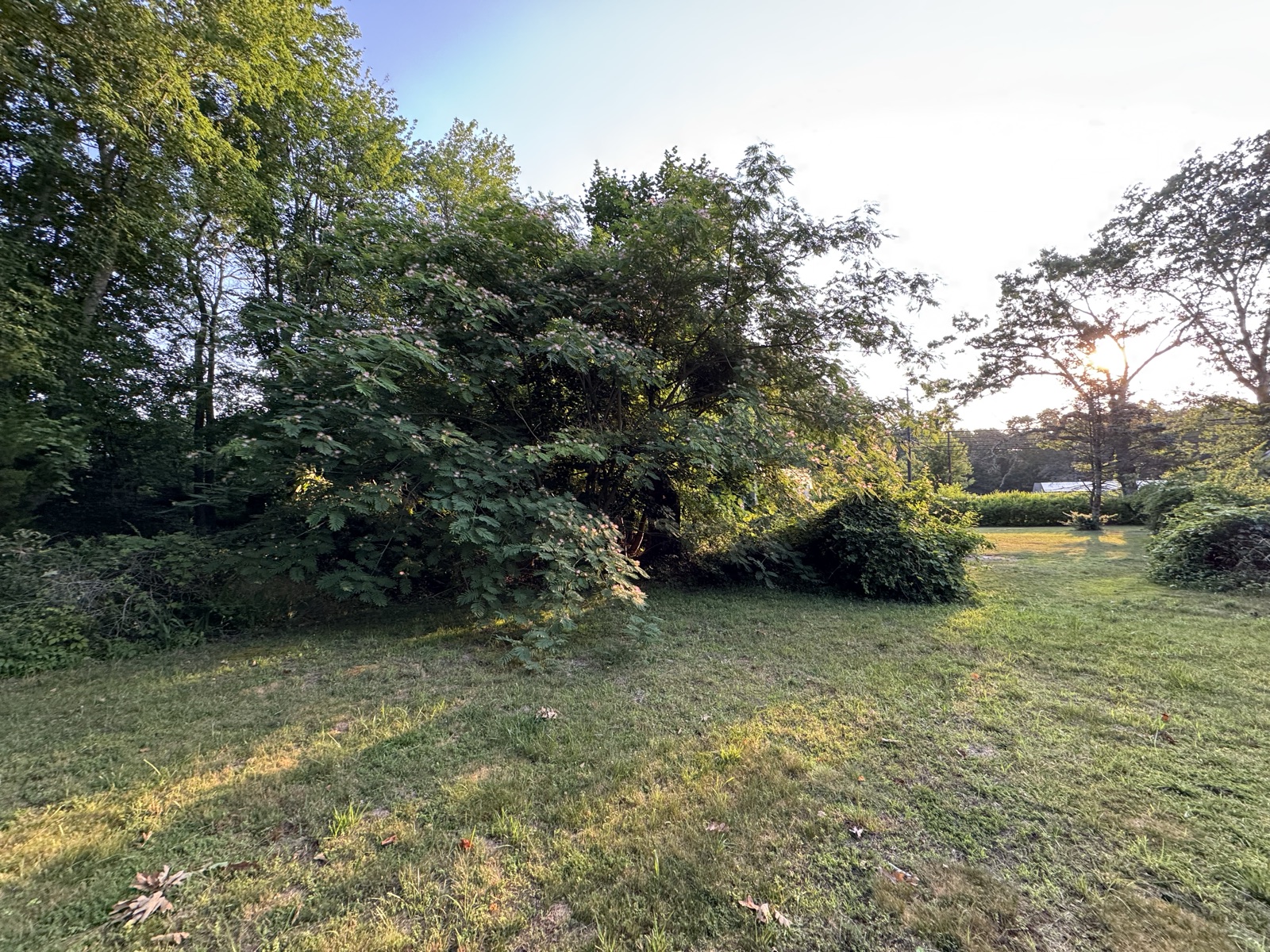 Before: brush and vines