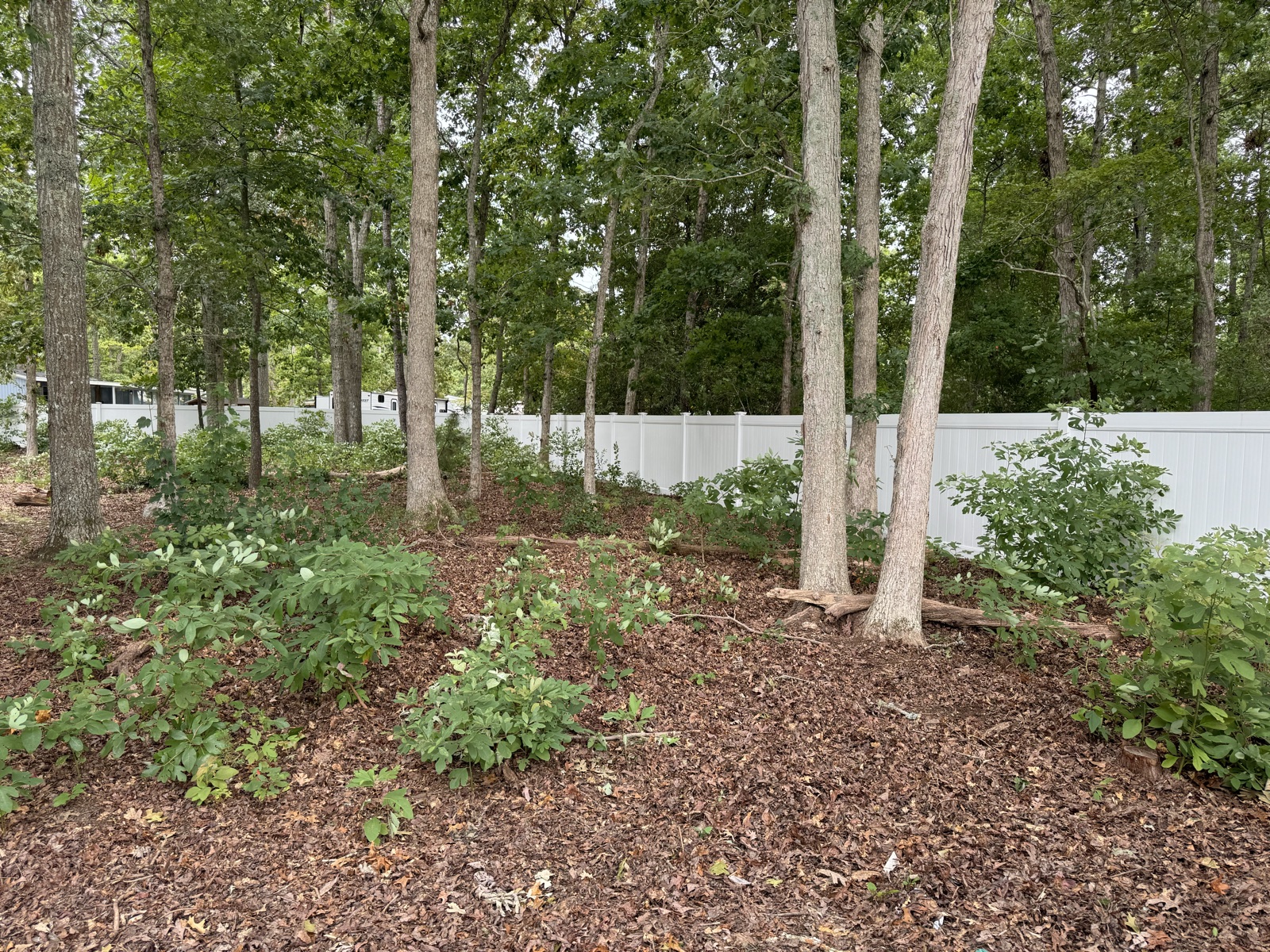 Before: overgrown backyard underbrush