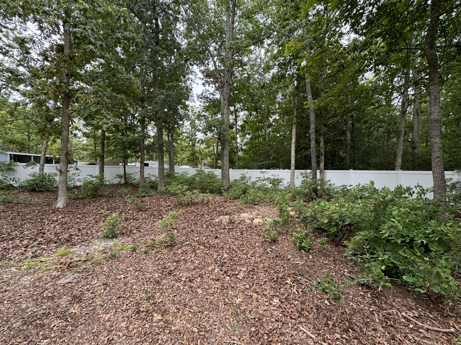 Before: brush choking the fence line